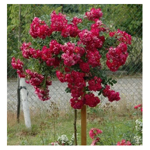 RÓŻA szczepiona odporna na mróz czerwono różowa - sadzonki 80 / 100 cm